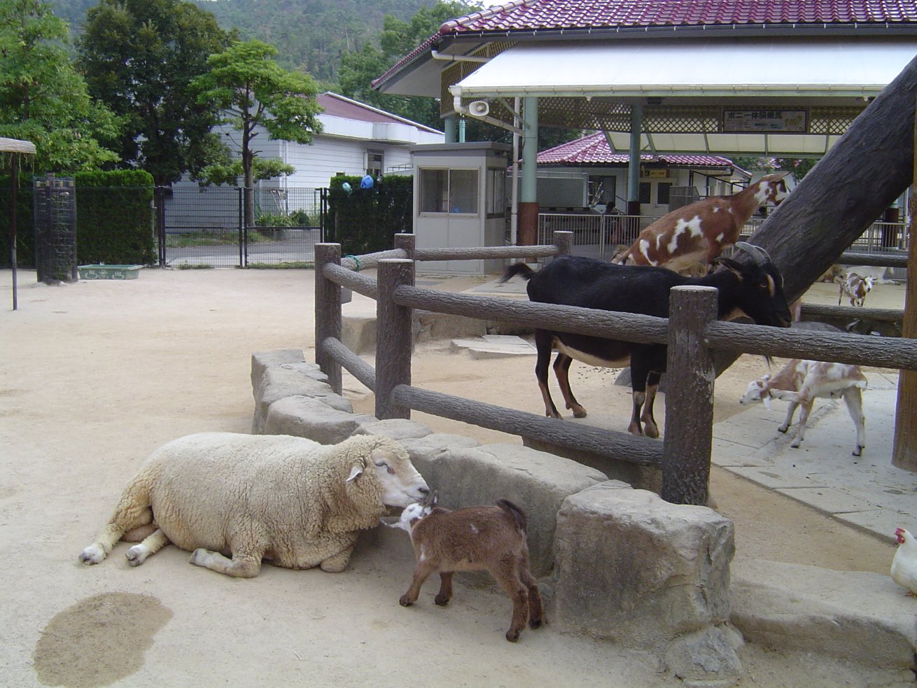 Asa Zoological Park