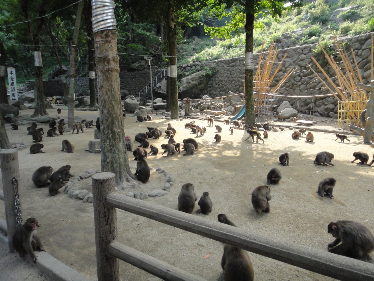 Takasakiyama Monkeys