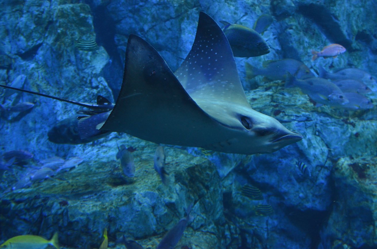 Umitamago Aquarium